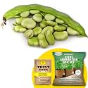 TrustBasket Premium Fava Beans Bakla (Hybrid) Seeds with Free Germination Potting Soil Mix | Sow and Grow Fresh Healthy Seed in Your Garden Perfect for Home &amp; Terrace Gardening