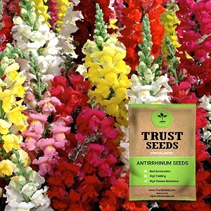 trustbasket premium flower antirrhinum seeds open pollinated  sow and grow fresh healthy seed in your garden perfect for home amp terrace gardening high germination seeds