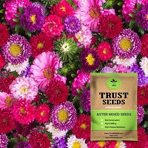 trustbasket premium flower aster mixed seeds open pollinated  sow and grow fresh healthy seed in your garden perfect for home amp terrace gardening high germination seeds