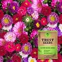 TrustBasket Premium Flower Aster Mixed Seeds (Open pollinated) | Sow and Grow Fresh Healthy Seed in Your Garden Perfect for Home &amp; Terrace Gardening High Germination Seeds