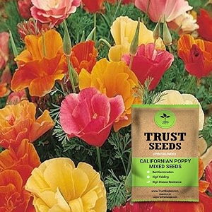 trustbasket premium flower californian poppy mixed seeds open pollinated  sow and grow fresh healthy seed in your garden perfect for home amp terrace gardening high germination seeds