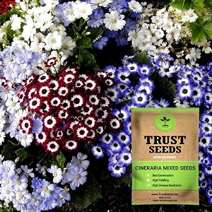 trustbasket premium flower cineraria mixed seeds open pollinated  sow and grow fresh healthy seed in your garden perfect for home amp terrace gardening high germination seeds