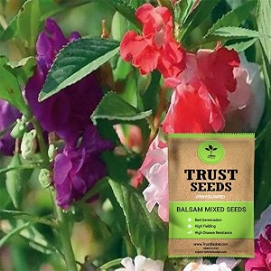 trustbasket premium flower balsam mixed seeds multicolour open pollinated  sow and grow fresh healthy seed in your garden perfect for home amp terrace gardening high germination seeds