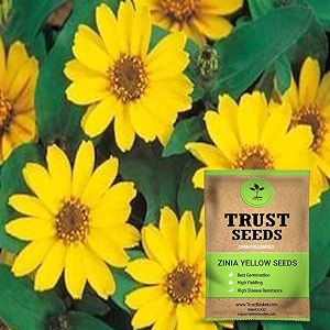 trustbasket premium flower zinia yellow seeds open pollinated  sow and grow fresh healthy seed in your garden perfect for home amp terrace gardening high germination seeds