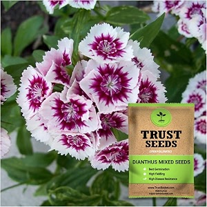 trustbasket premium flower dianthus mixed seeds open pollinated  sow and grow fresh healthy seed in your garden perfect for home amp terrace gardening high germination seeds