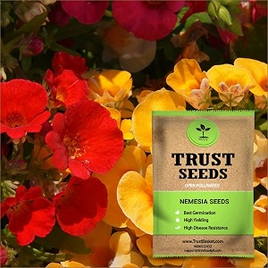 trustbasket premium flower nemesia seeds open pollinated  sow and grow fresh healthy seed in your garden perfect for home amp terrace gardening high germination seeds