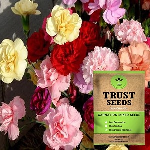 trustbasket premium flower carnation mixed seeds open pollinated  sow and grow fresh healthy seed in your garden perfect for home amp terrace gardening high germination seeds