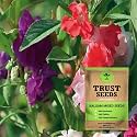 TrustBasket Premium Flower Balsam Mixed Seeds (Multicolour) (Open pollinated) | Sow and Grow Fresh Healthy Seed in Your Garden Perfect for Home &amp; Terrace Gardening High Germination Seeds