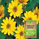 TrustBasket Premium Flower Zinia Yellow Seeds (Open pollinated) | Sow and Grow Fresh Healthy Seed in Your Garden Perfect for Home &amp; Terrace Gardening High Germination Seeds