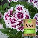 TrustBasket Premium Flower Dianthus Mixed Seeds (Open pollinated) | Sow and Grow Fresh Healthy Seed in Your Garden Perfect for Home &amp; Terrace Gardening High Germination Seeds