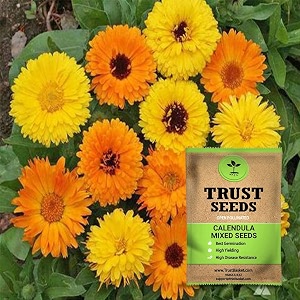 trustbasket premium flower calendula mixed seeds open pollinated  sow and grow fresh healthy seed in your garden perfect for home amp terrace gardening high germination seeds
