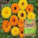 TrustBasket Premium Flower Calendula Mixed Seeds (Open pollinated) | Sow and Grow Fresh Healthy Seed in Your Garden Perfect for Home &amp; Terrace Gardening High Germination Seeds