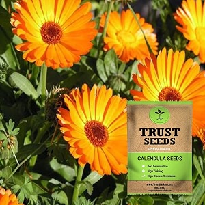 trustbasket premium flower calendula seeds open pollinated  sow and grow fresh healthy seed in your garden perfect for home amp terrace gardening high germination seeds