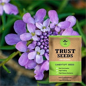 trustbasket premium flower candytuft seeds open pollinated  sow and grow fresh healthy seed in your garden perfect for home amp terrace gardening high germination seeds