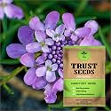 TrustBasket Premium Flower Candytuft Seeds (Open pollinated) | Sow and Grow Fresh Healthy Seed in Your Garden Perfect for Home &amp; Terrace Gardening High Germination Seeds