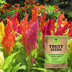 trustbasket premium flower celosia plumosa mixed seeds open pollinated  sow and grow fresh healthy seed in your garden perfect for home amp terrace gardening high germination seeds