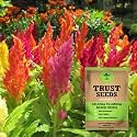 TrustBasket Premium Flower Celosia Plumosa Mixed Seeds (Open pollinated) | Sow and Grow Fresh Healthy Seed in Your Garden Perfect for Home &amp; Terrace Gardening High Germination Seeds