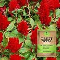 TrustBasket Premium Flower Celosia Plumosa Red Seeds (Open pollinated) | Sow and Grow Fresh Healthy Seed in Your Garden Perfect for Home &amp; Terrace Gardening High Germination Seeds