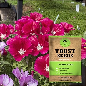 trustbasket premium flower clarkia seeds open pollinated  sow and grow fresh healthy seed in your garden perfect for home amp terrace gardening high germination seeds