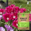 TrustBasket Premium Flower Clarkia Seeds (Open pollinated) | Sow and Grow Fresh Healthy Seed in Your Garden Perfect for Home &amp; Terrace Gardening High Germination Seeds