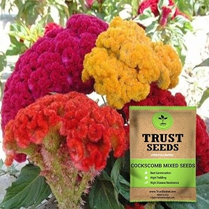 trustbasket premium flower cockscomb mixed seeds open pollinated  sow and grow fresh healthy seed in your garden perfect for home amp terrace gardening high germination seeds