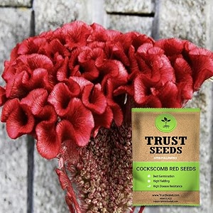 trustbasket premium flower cockscomb red seeds open pollinated  sow and grow fresh healthy seed in your garden perfect for home amp terrace gardening high germination seeds