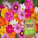 TrustBasket Premium Flower Cosmos Mixed Seeds (Open pollinated) | Sow and Grow Fresh Healthy Seed in Your Garden Perfect for Home &amp; Terrace Gardening High Germination Seeds