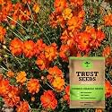 TrustBasket Premium Flower Cosmos Orange Seeds (Open pollinated) | Sow and Grow Fresh Healthy Seed in Your Garden Perfect for Home &amp; Terrace Gardening High Germination Seeds