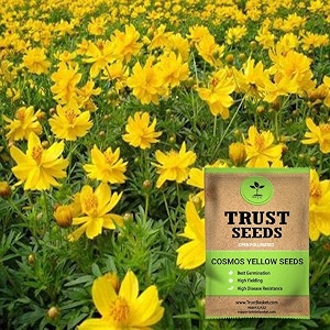 trustbasket premium flower cosmos yellow seeds open pollinated  sow and grow fresh healthy seed in your garden perfect for home amp terrace gardening high germination seeds