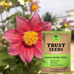 trustbasket premium flower dahlia mixed seeds open pollinated  sow and grow fresh healthy seed in your garden perfect for home amp terrace gardening high germination seeds