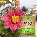 TrustBasket Premium Flower Dahlia Mixed Seeds (Open pollinated) | Sow and Grow Fresh Healthy Seed in Your Garden Perfect for Home &amp; Terrace Gardening High Germination Seeds