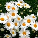 TrustBasket Premium Flower Daisy Seeds (Open pollinated) | Sow and Grow Fresh Healthy Seed in Your Garden Perfect for Home &amp; Terrace Gardening High Germination Seeds