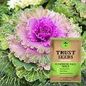 TrustBasket Premium Flower Flowering Kale Seeds (Open pollinated) | Sow and Grow Fresh Healthy Seed in Your Garden Perfect for Home &amp; Terrace Gardening High Germination Seeds