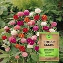 TrustBasket Premium Flower Gomphrena Mixed Seeds (Open pollinated) &amp; Premium Flower Antirrhinum Seeds (Open pollinated)
