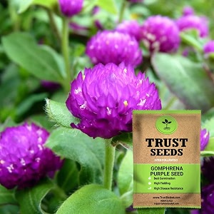 trustbasket premium flower gomphrena purple seeds open pollinated  sow and grow fresh healthy seed in your garden perfect for home amp terrace gardening high germination seeds