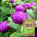 TrustBasket Premium Flower Gomphrena Purple Seeds (Open pollinated) | Sow and Grow Fresh Healthy Seed in Your Garden Perfect for Home &amp; Terrace Gardening High Germination Seeds