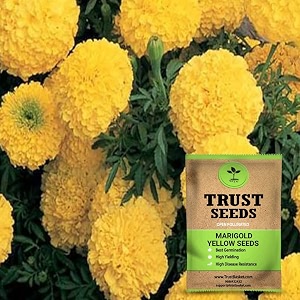 trustbasket premium flower marigold yellow seeds open pollinated  sow and grow fresh healthy seed in your garden perfect for home amp terrace gardening high germination seeds