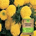TrustBasket Premium Flower Marigold Yellow Seeds (Open pollinated) | Sow and Grow Fresh Healthy Seed in Your Garden Perfect for Home &amp; Terrace Gardening High Germination Seeds