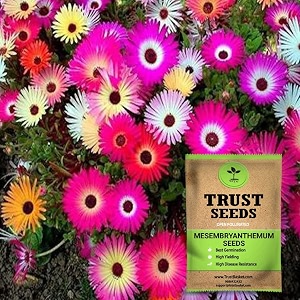 trustbasket premium flower mesembryanthemum and ice plant seeds open pollinated  sow and grow fresh healthy seed in your garden perfect for home amp terrace gardening high germination seeds