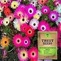 TrustBasket Premium Flower Mesembryanthemum and Ice Plant Seeds (Open pollinated) | Sow and Grow Fresh Healthy Seed in Your Garden Perfect for Home &amp; Terrace Gardening High Germination Seeds