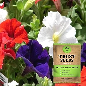 trustbasket premium flower petunia mixed seeds open pollinated  sow and grow fresh healthy seed in your garden perfect for home amp terrace gardening high germination seeds