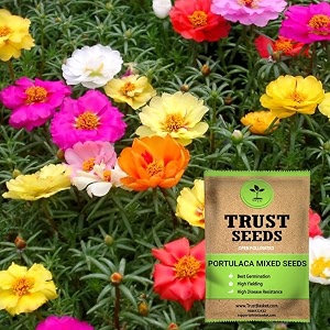trustbasket premium flower portulaca mixed seeds open pollinated  sow and grow fresh healthy seed in your garden perfect for home amp terrace gardening high germination seeds