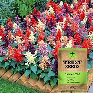 trustbasket premium flower salvia mixed seeds open pollinated  sow and grow fresh healthy seed in your garden perfect for home amp terrace gardening high germination seeds