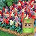 TrustBasket Premium Flower Salvia Mixed Seeds (Open pollinated) | Sow and Grow Fresh Healthy Seed in Your Garden Perfect for Home &amp; Terrace Gardening High Germination Seeds