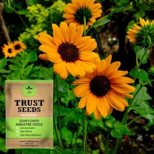 trustbasket premium flower sun flower miniatre seeds open pollinated  sow and grow fresh healthy seed in your garden perfect for home amp terrace gardening high germination seeds