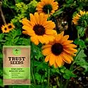TrustBasket Premium Flower Sun Flower Miniatre Seeds (Open pollinated) | Sow and Grow Fresh Healthy Seed in Your Garden Perfect for Home &amp; Terrace Gardening High Germination Seeds