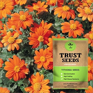 trustbasket premium flower tithonia seeds open pollinated  sow and grow fresh healthy seed in your garden perfect for home amp terrace gardening high germination seeds