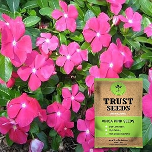 trustbasket premium flower vinca pink seeds open pollinated  sow and grow fresh healthy seed in your garden perfect for home amp terrace gardening high germination seeds