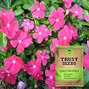 TrustBasket Premium Flower Vinca Pink Seeds (Open pollinated) | Sow and Grow Fresh Healthy Seed in Your Garden Perfect for Home &amp; Terrace Gardening High Germination Seeds