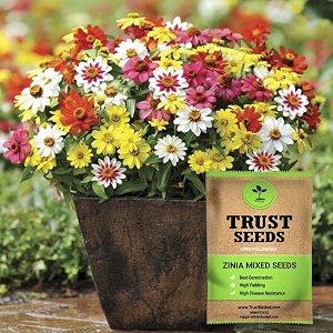 trustbasket premium flower zinia mixed seeds open pollinated  sow and grow fresh healthy seed in your garden perfect for home amp terrace gardening high germination seeds